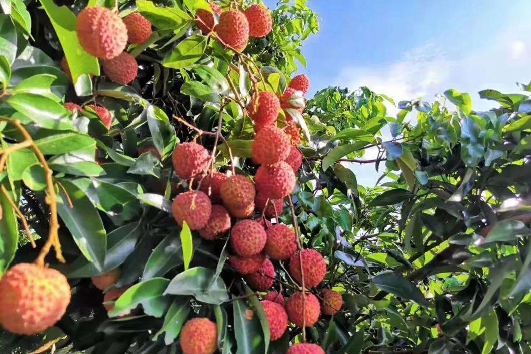 广府通公司"羊城品荟"助力广州名优荔枝采购产销