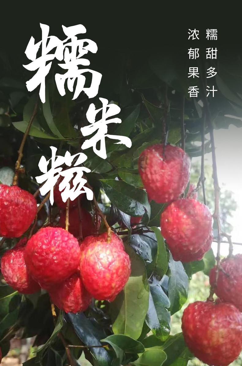 广府通公司"羊城品荟"助力广州名优荔枝采购产销